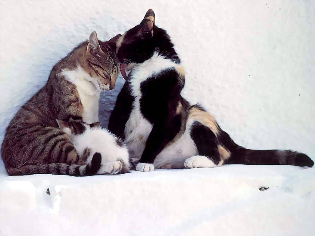 Gatti (220)